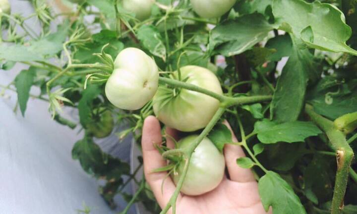 Đã mắt với vườn cây trĩu quả của mẹ bỉm sữa khiến ai cũng 'thèm muốn'