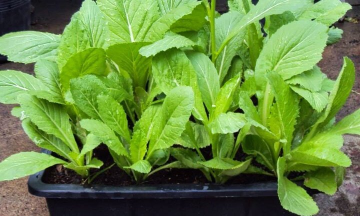 Những loại rau cực dễ trồng trong mùa đông cả nhà ăn không hết