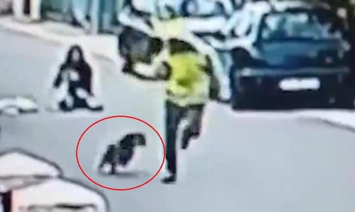 Chó hoang lao vào cắn xé tên cướp, giải cứu cô gái giữa phố