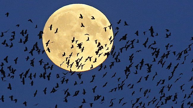 Sự thật đằng sau những lời nguyền huyền bí về Siêu trăng