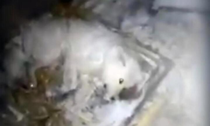 Bị chủ tàn nhẫn dội nước, bỏ mặc ngoài trời -32°C, chú chó đóng băng chết thương tâm