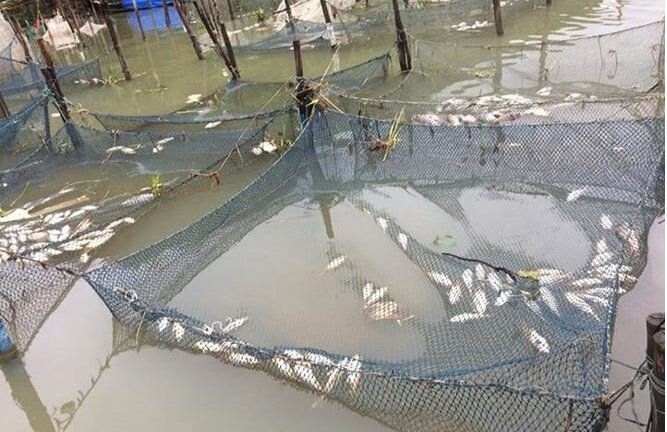 Dân Huế khóc ròng vì hàng trăm tấn cá đặc sản chết nổi trắng lồng sau lũ
