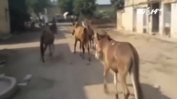 Cảnh sát Ấn Độ bắt giam 8 con lừa vì tội ăn lá cây nhà hàng xóm
