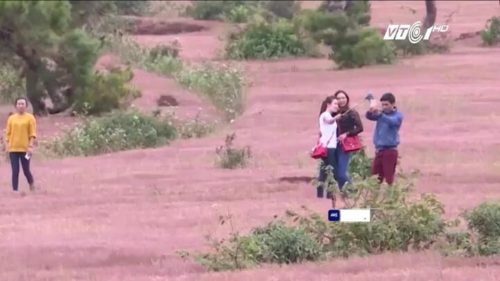 Mục sở thị đồi cỏ hồng bạt ngàn, đẹp như cổ tích ở Gia Lai