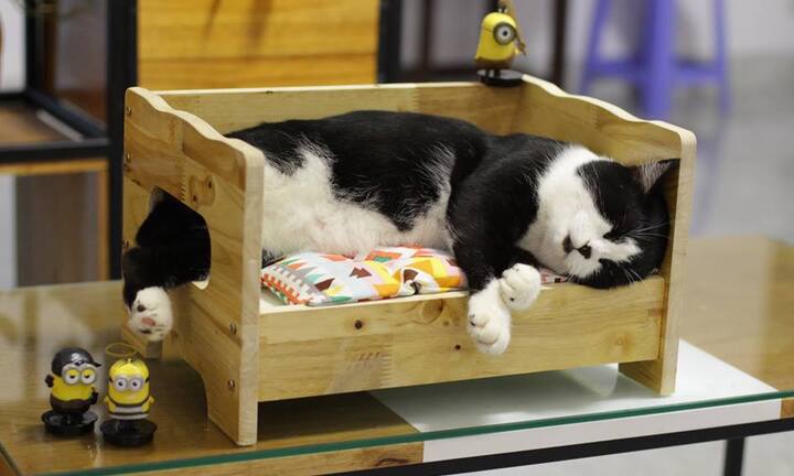 1001 kiểu làm nhà mùa đông cho thú cưng cực dễ thương