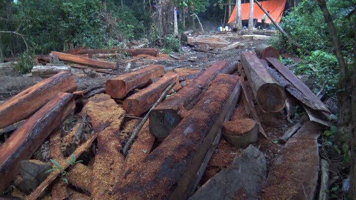 Đại công trường khai thác gỗ trái phép ở Đắk Lắk: Tỉnh chỉ đạo xử lý nghiêm