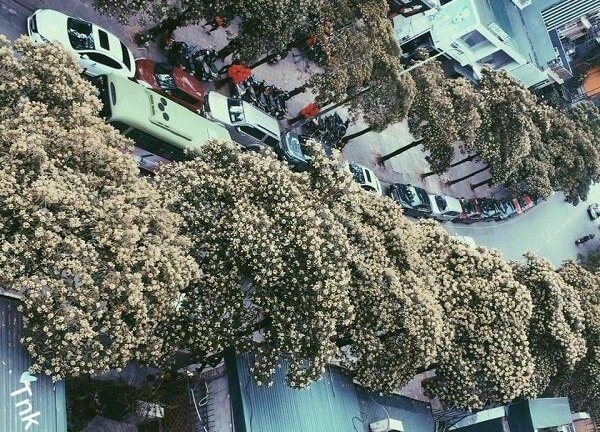 Bật cười với chàng trai dọa mang cả rừng hoa sữa nếu cô gái không đồng ý kết bạn