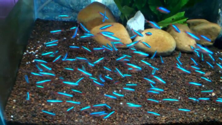 Đàn cá lạ cho người nông dân gần 500.000 USD mỗi năm