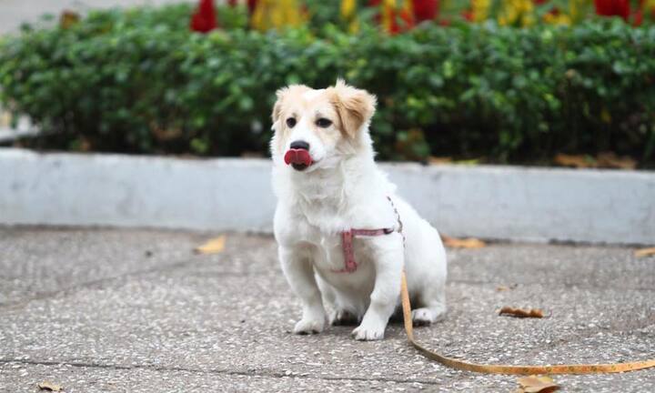 Chết cười với bộ ảnh 'Khi thú cưng cũng có đôi chân vòng kiềng'