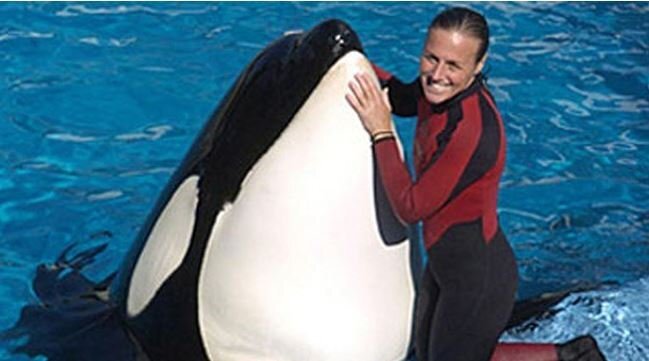 Video: Cá voi sát thủ nổi điên, dìm chết huấn luyện viên