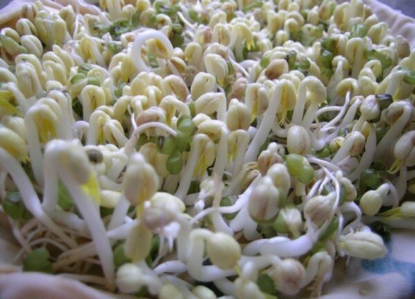 Sao phải ăn giá tẩm hóa chất khi trồng giá hữu cơ đơn giản thế này?