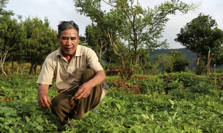 'Lão nông dở người' thu tiền tỷ từ cây dược liệu