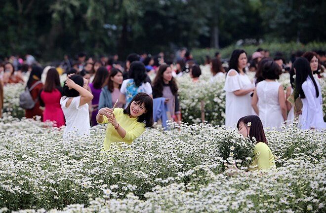 5 địa điểm chụp ảnh cúc họa mi đẹp ngỡ ngàng bạn trẻ Hà thành nhất định phải tới