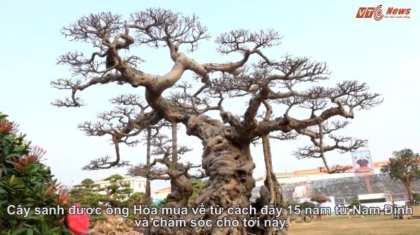 Video: Mục sở thị cây sanh dáng 'Long' được trả giá triệu đô chưa bán