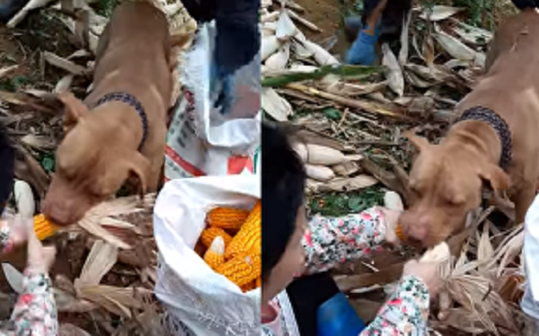 Clip chó cưng giúp chủ bóc vỏ ngô ở Cao Bằng lên báo nước ngoài