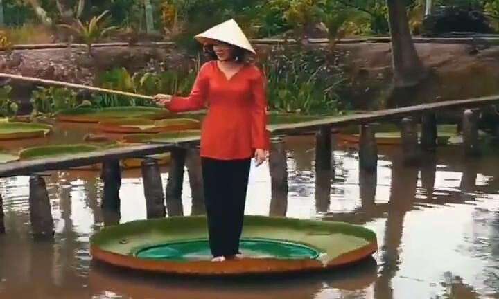 Clip lá sen khổng lồ 'cõng' người ở Đồng Tháp gây sốt mạng xã hội