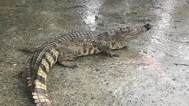 Người đàn ông mang cá sấu bán giữa đường ở Đà Nẵng