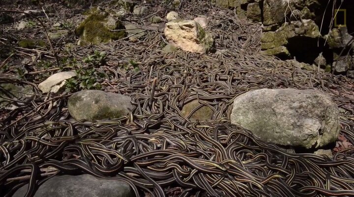 Video: Rùng rợn động rắn lớn nhất thế giới, nhung nhúc hàng chục nghìn con