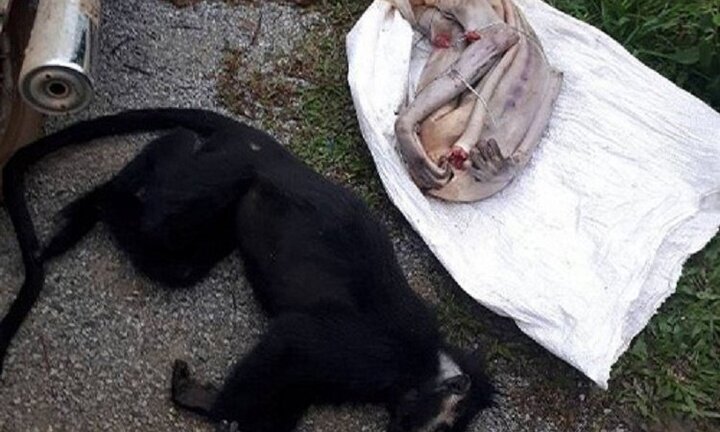 Hai con voọc quý hiếm bị sát hại, lấy nội tạng ở Quảng Bình