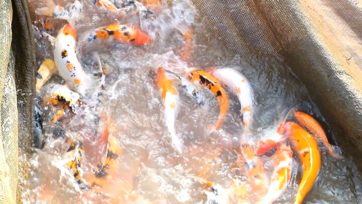 Thu tiền tỷ nhờ 'đánh quả liều' nuôi cá koi trên sông Hồng