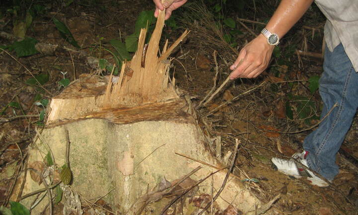 Khởi tố nhóm lâm tặc phá rừng Pơ mu trái phép ở Nghệ An