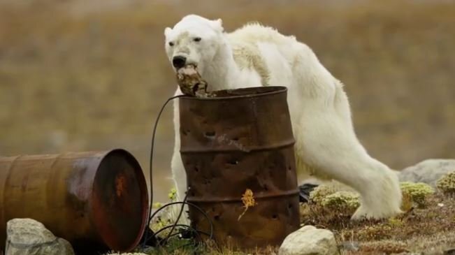 Video: Gấu Bắc cực gầy trơ xương, lục thùng rác rồi nằm chờ chết gây sốc