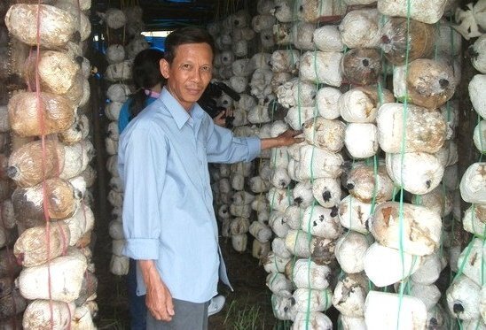 Thiết bị khử trùng phôi nấm, thu 100 triệu đồng/tháng