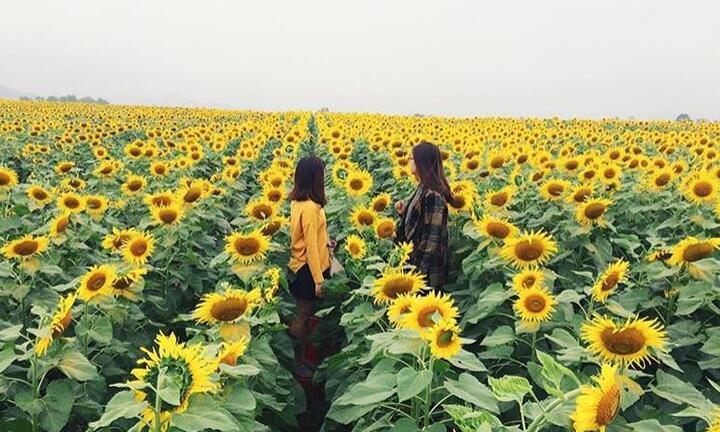 Chiêm ngưỡng cánh đồng hoa hướng dương tại Việt Nam đẹp ngây ngất như ở nước ngoài
