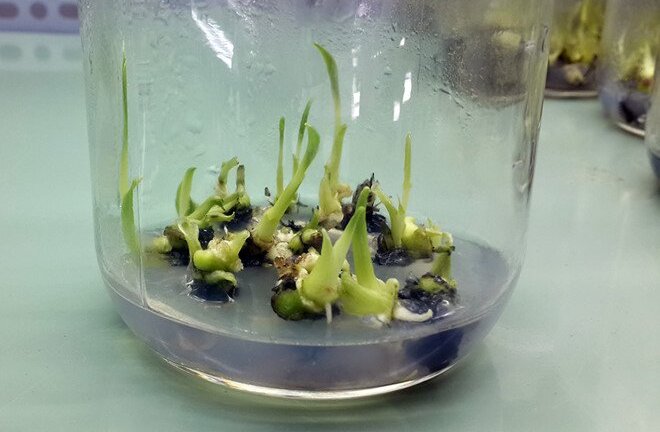 Thạc sĩ ở Đồng Nai nghỉ việc về quê làm giàu bằng chuối cấy mô