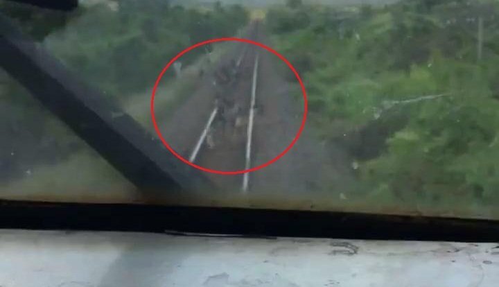 Clip: Thót tim khoảnh khắc tàu hỏa tông thẳng vào đàn dê ở Ninh Thuận