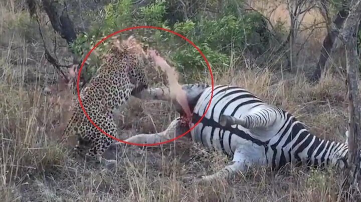 Xác ngựa vằn nổ tung, phun máu xối xả khiến báo đốm khiếp vía