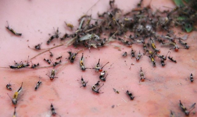 Hãi hùng hàng ngàn con sâu róm tấn công nhà dân ở Bình Dương