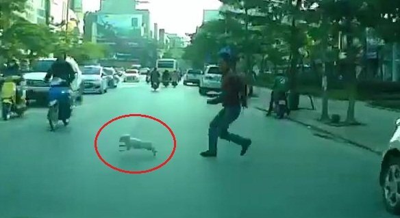 Clip: Người đàn ông lao ra đường đuổi bắt chó, suýt bị ô tô đâm
