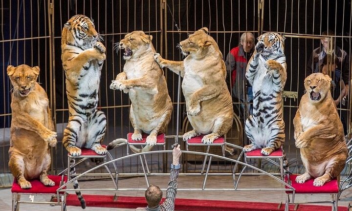Clip: Hổ, sư tử béo núc ních bị ép diễn xiếc ở Nga khiến dư luận phẫn nộ
