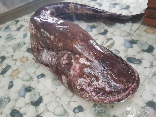 Ngư dân Nghệ An bắt được cá leo 'khủng' nặng hơn nửa tạ