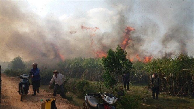 Điều tra vụ 100 ha mía sắp thu hoạch bị cháy rụi ở Đắk Lắk