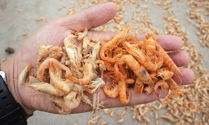 Tôm ươn thối 'hóa phép' thành tôm khô đỏ au, đầu độc người Việt