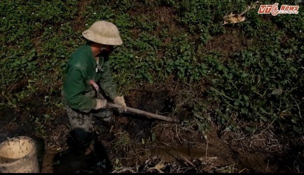 Video: Săn lươn, chạch 'ngủ đông' kiếm nửa triệu mỗi ngày