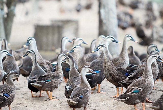 Video: Mục sở thị siêu trang trại vịt biết bay ở Bắc Ninh 