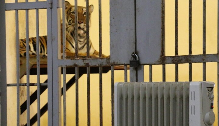 Bật máy sưởi giữ ấm cho động vật quý hiếm ở Vườn thú Hà Nội