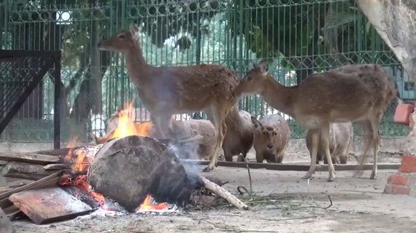 Rét dưới 15°C, đốt lửa sưởi ấm cho thú ở Hà Nội