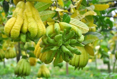 Thu nhập nửa tỷ đồng mỗi năm nhờ trồng phật thủ
