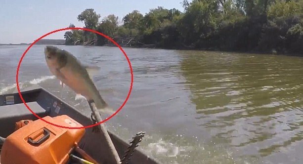 Clip: Cá mè 'khủng' phi thân lên thuyền, tự nộp mạng cho ngư dân