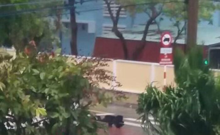 Bão số 16 bắt đầu tấn công Côn Đảo: Gió dữ dội, đèn đường, cây cối đổ rạp