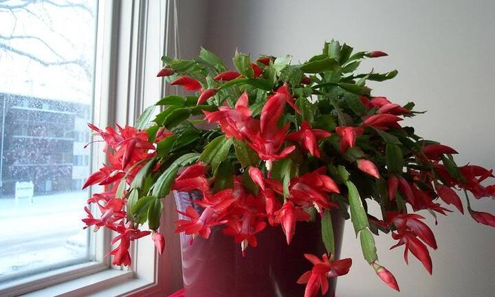 7 loại cây cảnh mang năng lượng tích cực nên trồng trong nhà chơi Tết