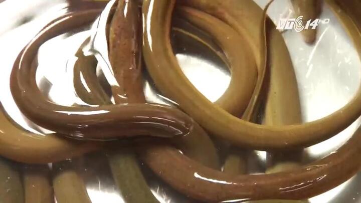 Cách chế biến lươn hấp sả thơm ngon, không nhiễm ký sinh trùng