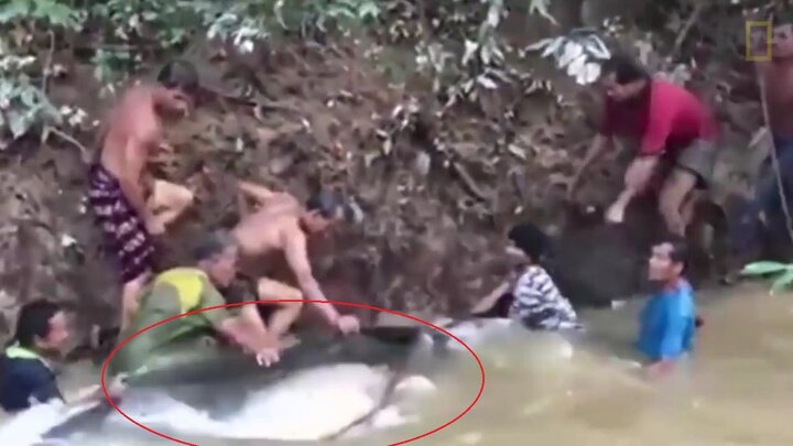 Clip: Dân hò nhau giải cứu cá trê khổng lồ nặng 200 kg mắc cạn