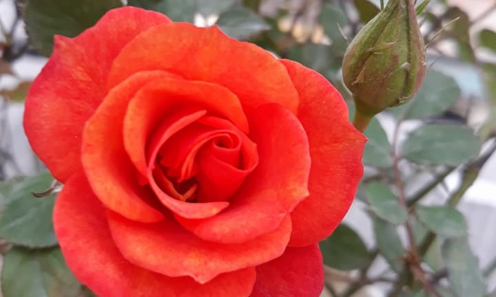 Ngắm đã mắt vườn hoa trên sân thượng đẹp mướt mắt của bà mẹ 7X Hà Nội