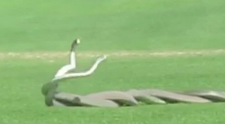 Clip: Rắn Mamba đen kịch độc quần nhau dữ dội giành bạn tình trên sân golf