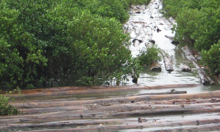 Phá rừng pơ mu ở Nghệ An: Khởi tố thêm 2 cán bộ kiểm lâm